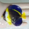 【現物3】スクリブルドエンゼル 8cm±! 海水魚 ヤッコ 15時までのご注文で当日発送【ヤッコ】