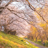出勤前に背割堤の桜を撮る