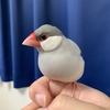 絶好調文鳥ズ