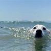 GWは海