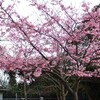 河津桜＆3.11の独り言