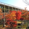 紅葉２０２２  けいはんな記念公園