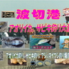 アオリイカ泳がせ釣り、サビキ釣り新仕掛け釣り方