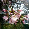 さまざまの事おもひ出す桜哉　芭蕉