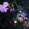 ピンクの桜