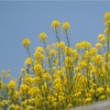 菜の花と木蓮の花と青空と。