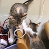 今日も今日とて子猫日和