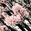 北海道でもついに桜が！札幌でももうすぐ開花するようです