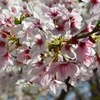 桜並木