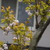 庭は花でいっぱい