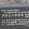 浦安でも一足早く桜前線の到着だよ♪♪