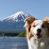 富士山と河口湖🗻