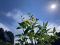 第13回（2026年）萌叡の里秋まつり「えけーわ」とサトツナギorganicバザーロ