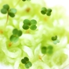 ルッコラを観葉植物として育てる方法｜食卓に彩りを加える育成ガイド