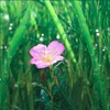 心の葛藤を抑えるのは俳句かもしれない。