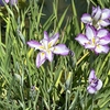 【お出かけスポット】【東京都】【東村山市】北山公園の「菖蒲まつり」に行ってきました！