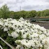 雨の中のゴルフ
