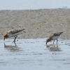 海老江のトウネン