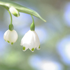 春はいつも早足～スズラン・菜の花の花壇