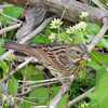 ミゾソバの花を食べる鳥