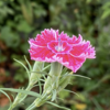 今年も静かに花させて 02
