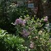 姫ライラックと山野草たちの半日陰の庭