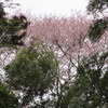 「まつこの庭」の春の花木（２）