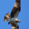 鳥　1月の落ち穂拾い