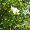 二子玉川で見つけたクチナシの花【ポケモンGOAR写真】フラエッテが振り向いて