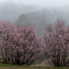 霞のかかる集落にて幻想的な桜を撮影。奈良県信貴山にて