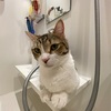 ゴロゴロするきなこもち特集19
