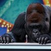 動画生成AI Soraで遊んでみた！意外なゴリラの日常