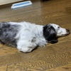 犬の熱中症