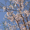 庭の桜、満開