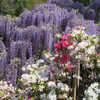 今が見ごろの花盛り　あしかがフラワーパーク