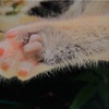 【433日目】猫の手も可愛い