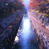 琵琶湖疎水の紅葉