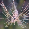 ハナミノカサゴ Pterois volitans