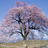 甲斐国韮崎わに塚桜