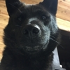 甲斐犬サンのお見舞いの巻〜元気出せよ( *｀ω´)　(´∀｀)・・・ｳﾝ