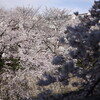 目黒川　桜　2023年