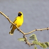 ウィントフックのメンガタハタオリ(Southern Masked Weaver)