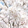桜。肩に降りる花びら。