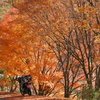 秋の恒例　紅葉を求めて落合峠ツーリング