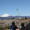 朝早起きして曽我別所梅まつり(八分咲き) ⇒ 大雄山最乗寺