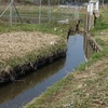 乗っ込みのマブナ釣り（3月25日）