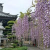 春の花景色・2024