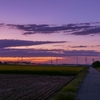 鴻巣の刈田夕景（埼玉県鴻巣市）