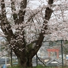 石井台の桜・・