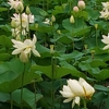 湘南再探訪「鵠沼の二つの池に咲く紅白の蓮の花」